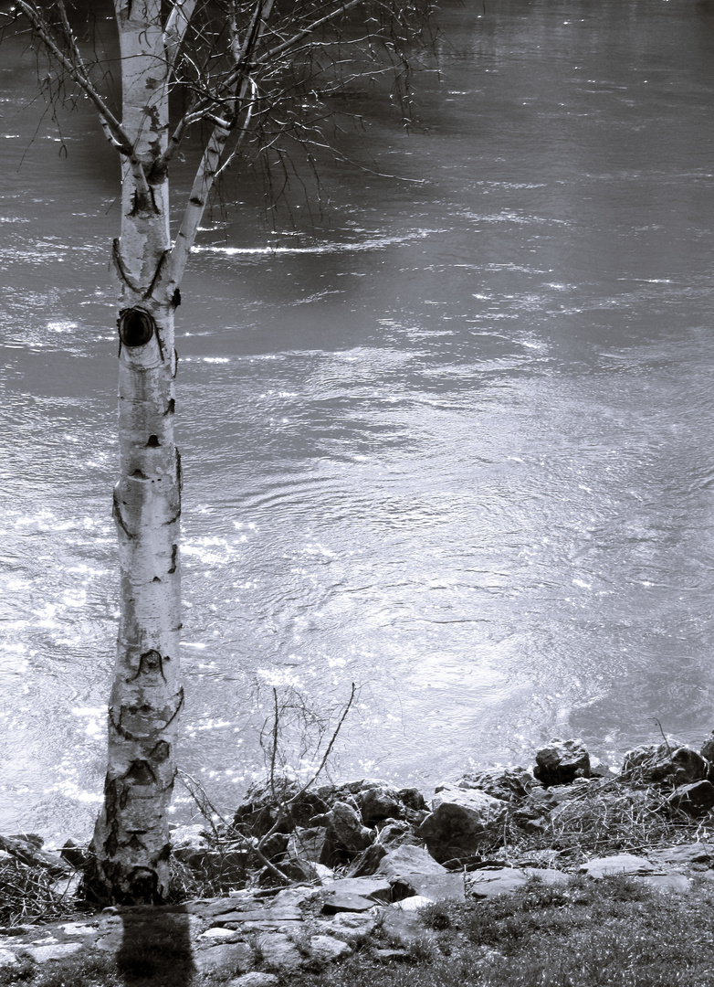 Glitzerwasser mit Baum