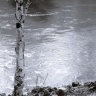 Glitzerwasser mit Baum