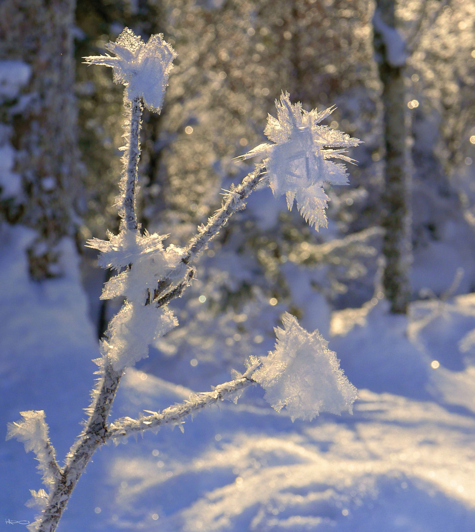 Glitzerwelt am Morgen