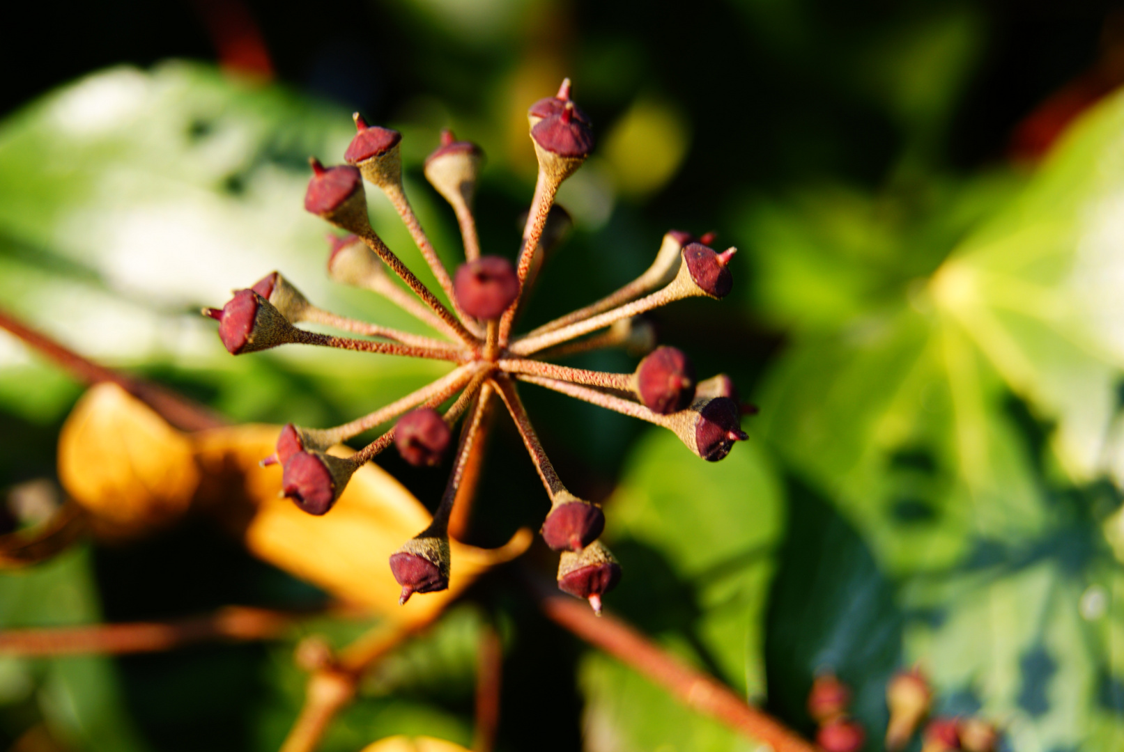 Globalizacion de otoño.