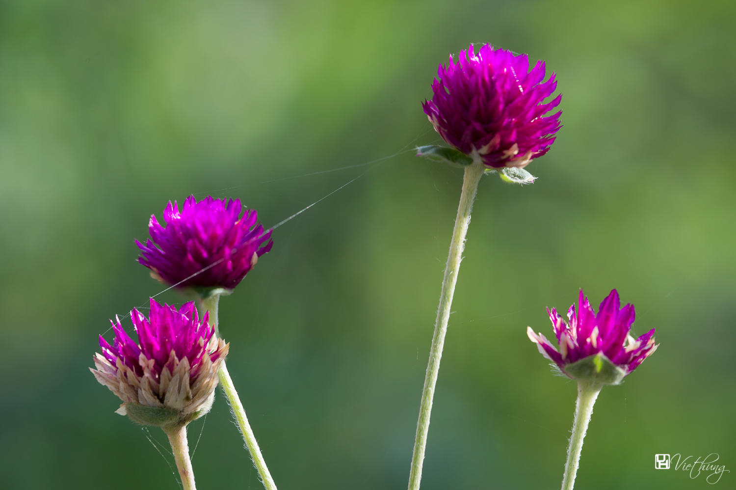 Globe Amaranth