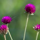 Globe Amaranth