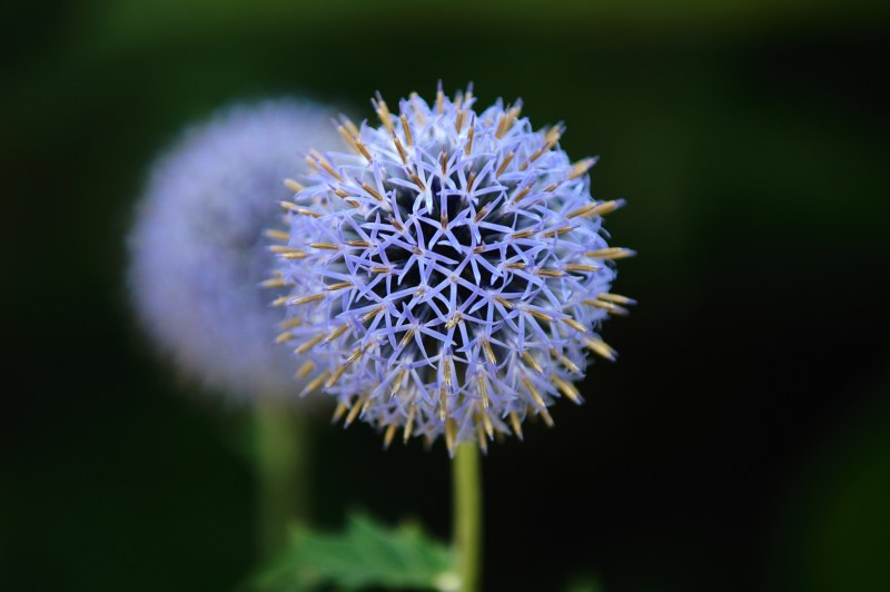 Globe Thistle