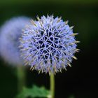 Globe Thistle