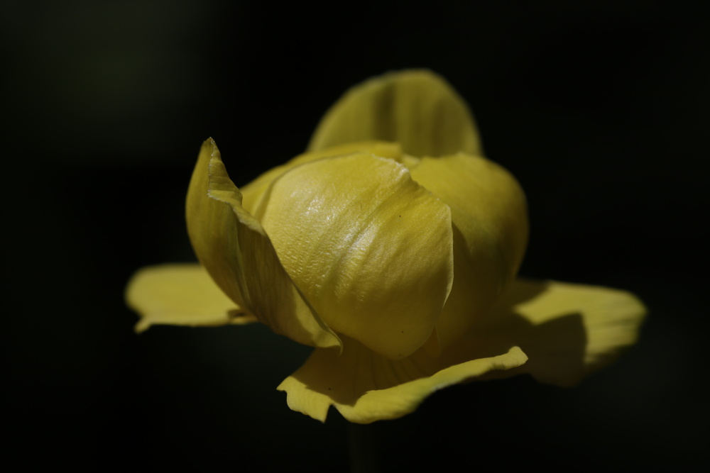 Globeflower