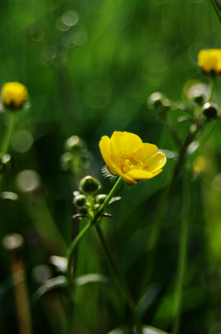 Globeflower