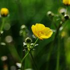 Globeflower