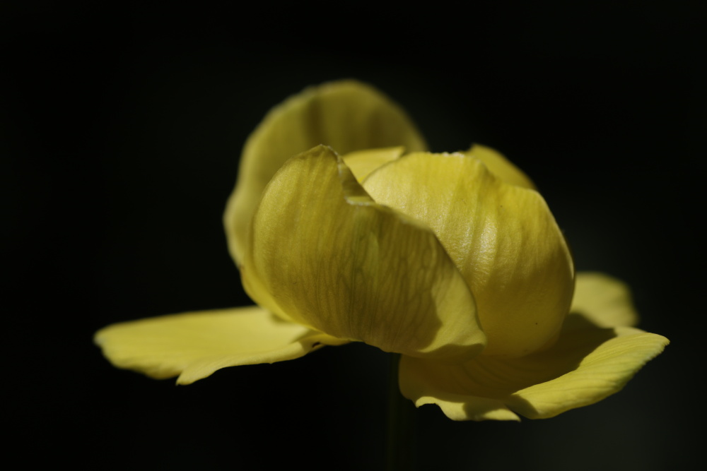 Globeflower (Trollius europaeus)