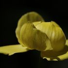 Globeflower (Trollius europaeus)