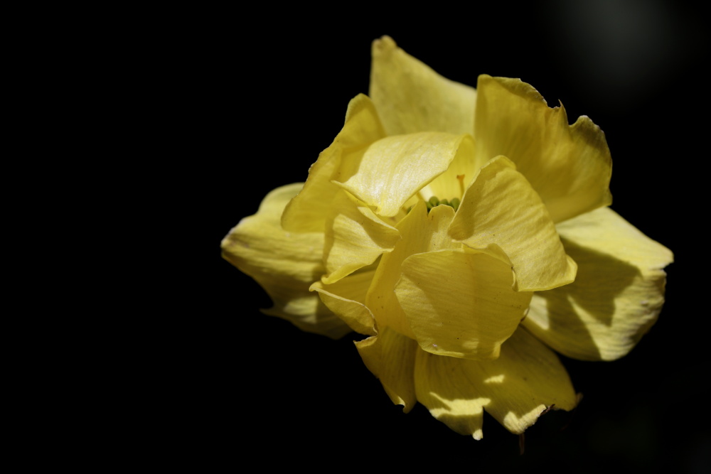 Globeflower (Trollius europaeus)