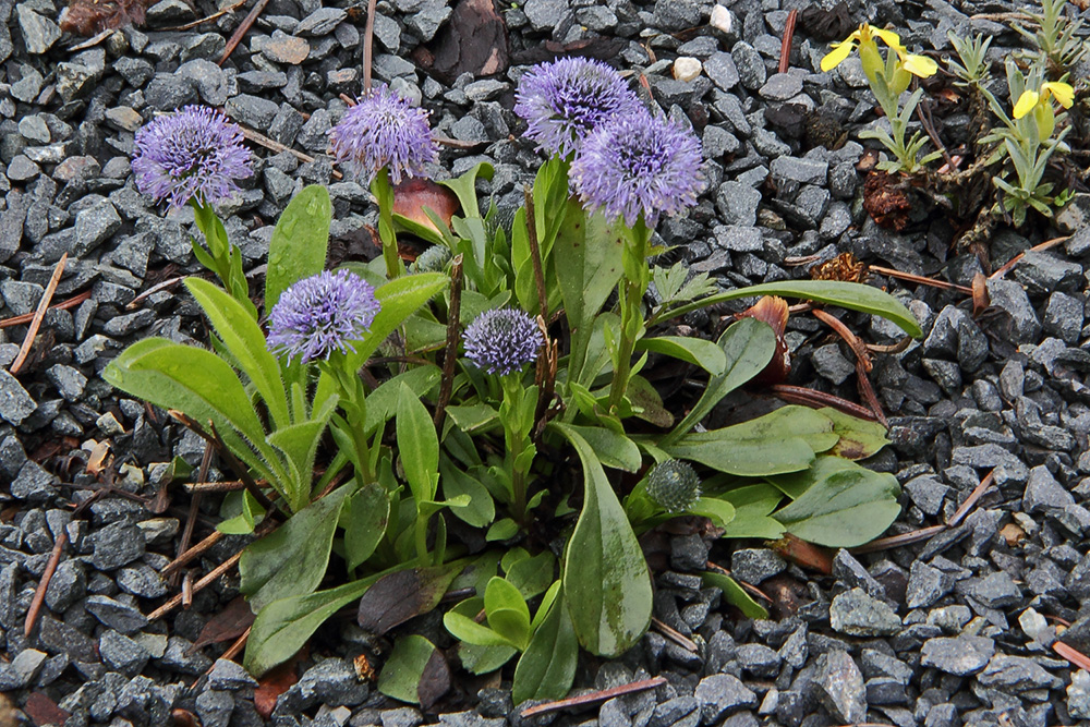 Globularia