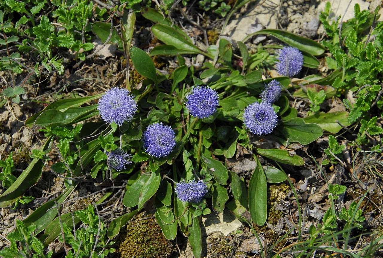 Globularia bisnagarica - die gewöhnliche Kugelblume