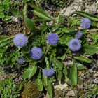 Globularia bisnagarica - die gewöhnliche Kugelblume