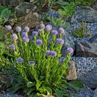 Globularia bisnagarica - Echte Kugelblume aus dem letzten Mai