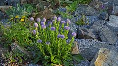 Globularia bisnagarica - Echte Kugelblume aus dem letzten Mai