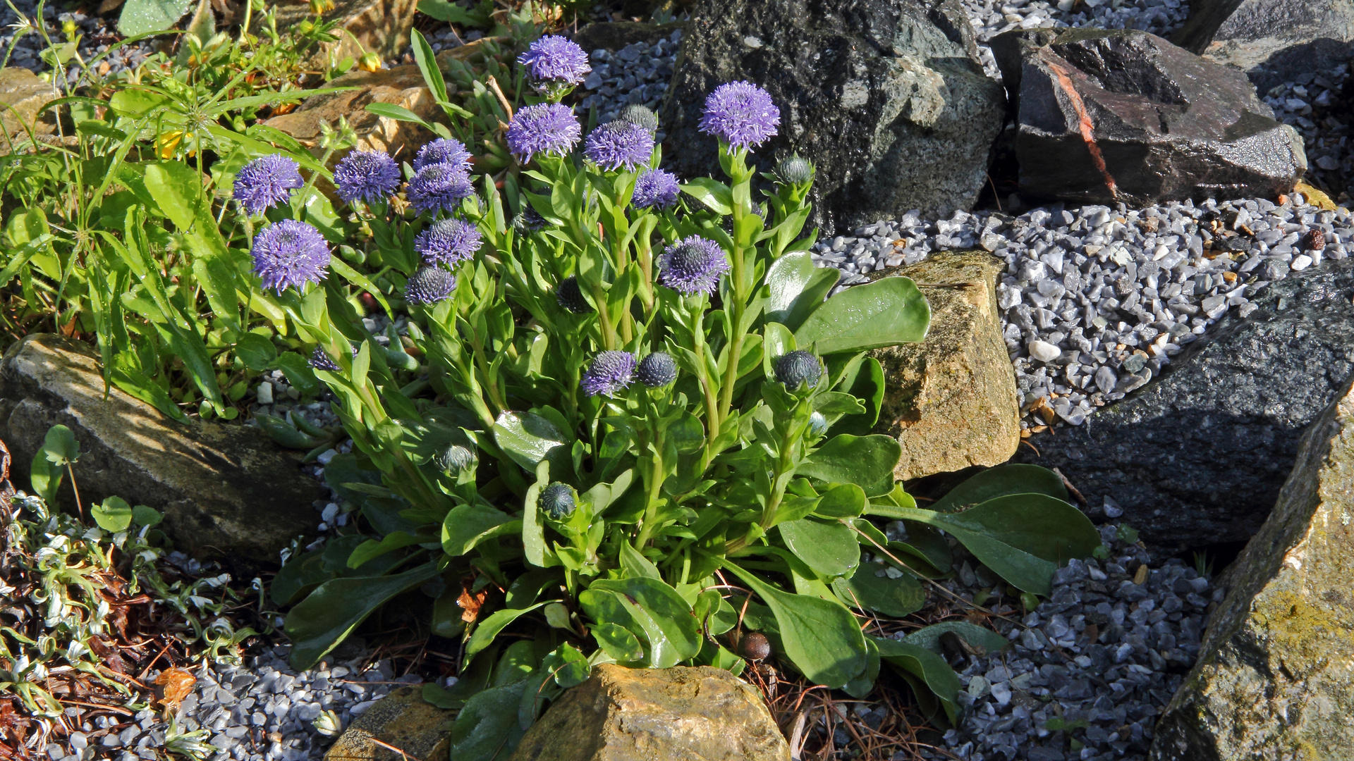 Globularia bisnagarica - Echte Kugelblume...