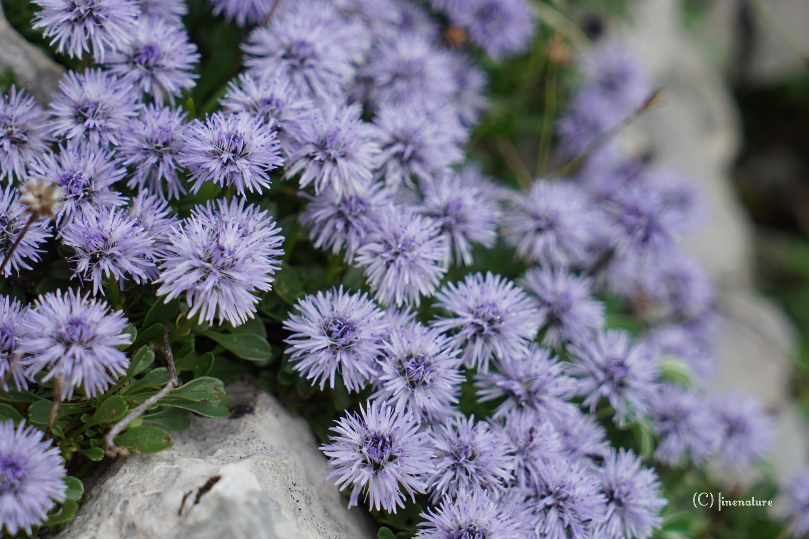 Globularia cordifolia