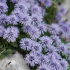 Globularia cordifolia