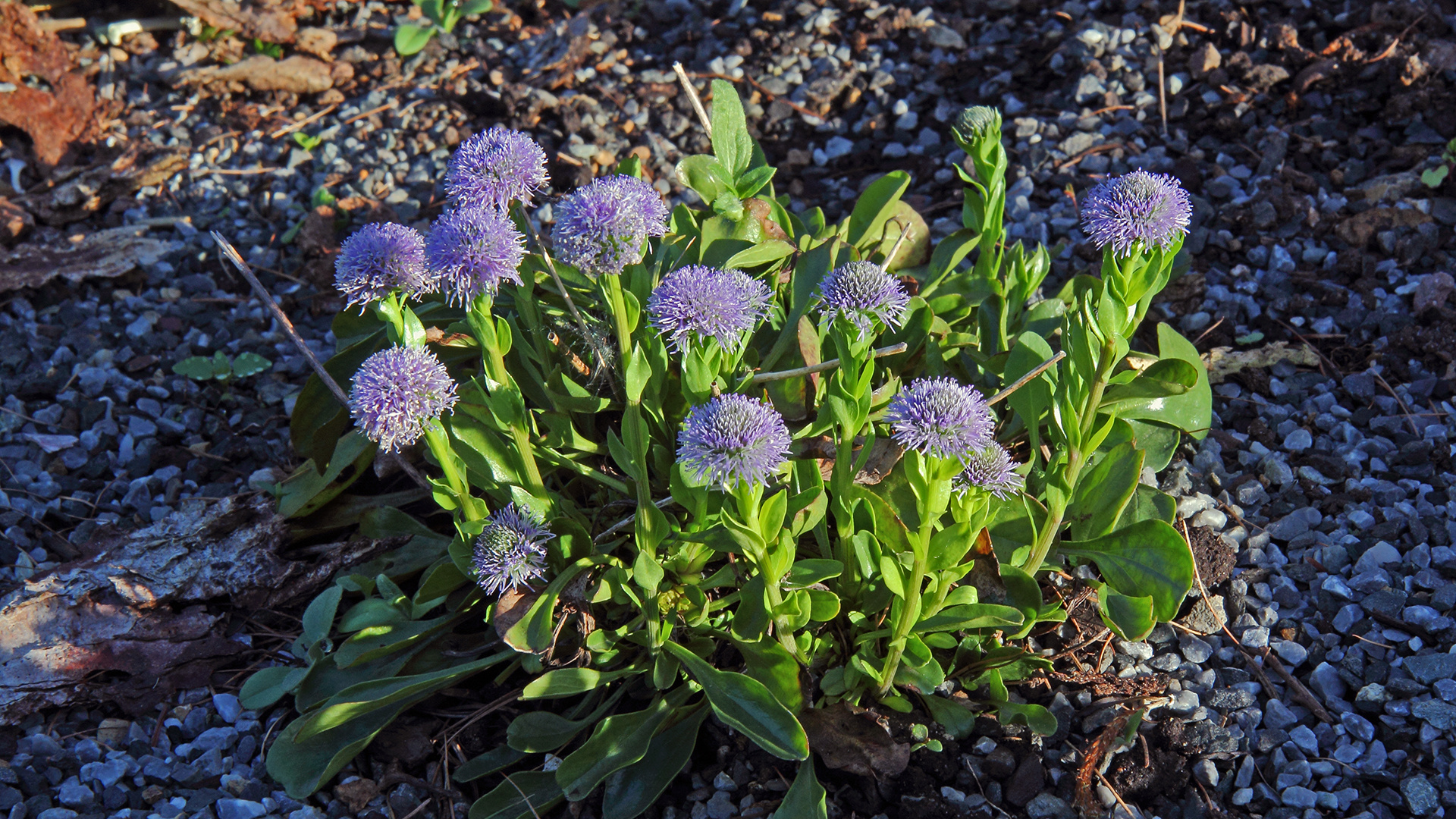 Globularia cordifolia -herzbättrige Kugelblume ...