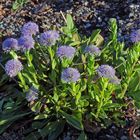 Globularia cordifolia -herzbättrige Kugelblume ...