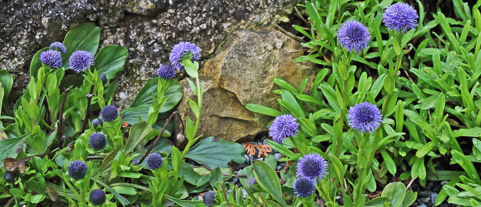 Globularia cordifolia - Herzblättrige Kugelblume in meinem Alpinum