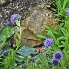 Globularia cordifolia - Herzblättrige Kugelblume in meinem Alpinum