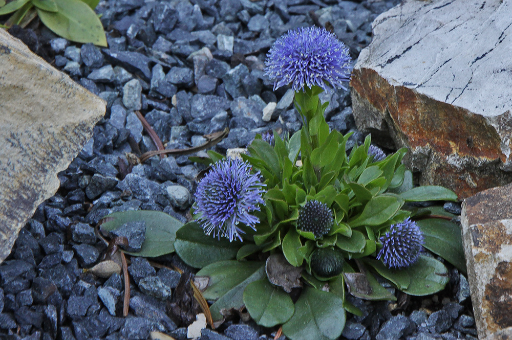 Globularia