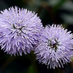 Globularia