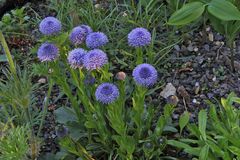 Globularia - Kugelblume