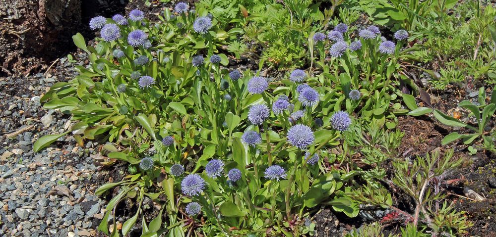 Globularia - Kugelblumen im Alpinum