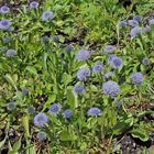 Globularia - Kugelblumen im Alpinum