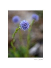 Globularia punctata, echte Kugelblume