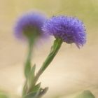 Globularia punctata / Gewöhnliche Kugelblume