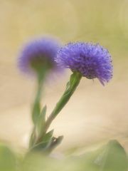 Globularia punctata / Gewöhnliche Kugelblume