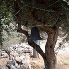 Glocke an einem Olivenbaum