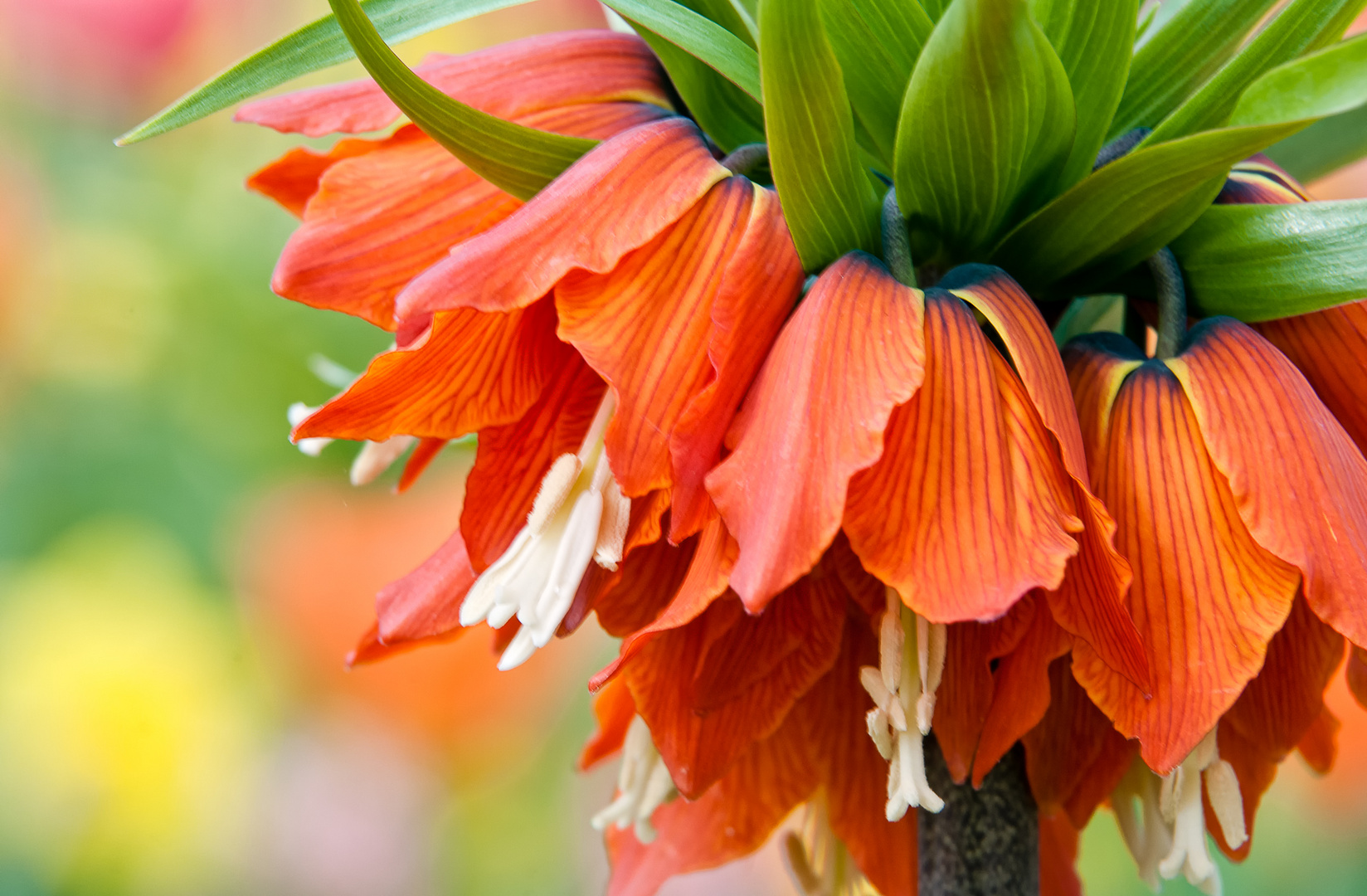 Glocken Foto & Bild | pflanzen, pilze & flechten, blüten