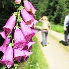 Glocken am Wegesrand