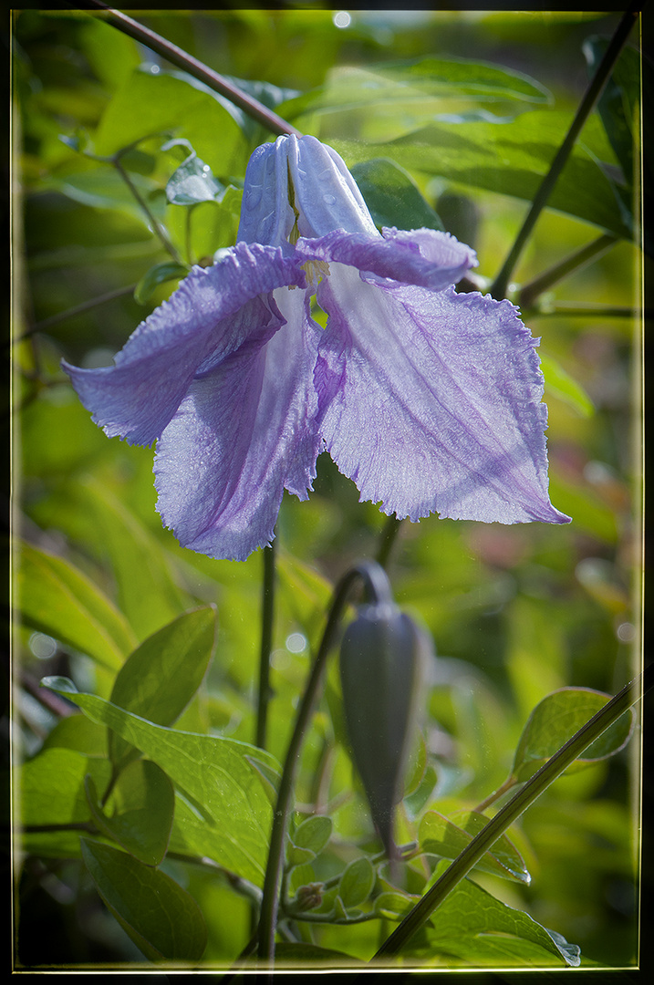 Glocken Clematis