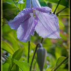 Glocken Clematis