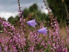 Glocken-Heide