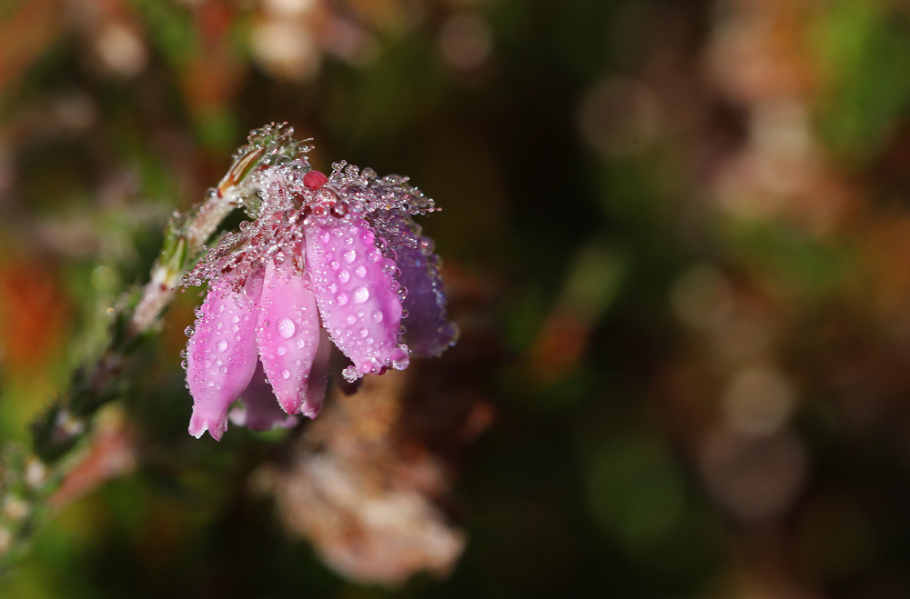 Glocken-Heide