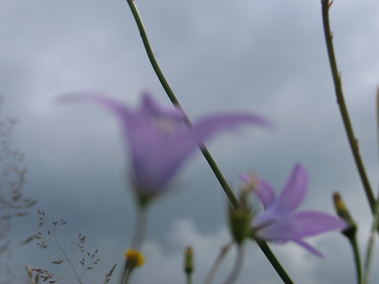 Glocken im Wind...