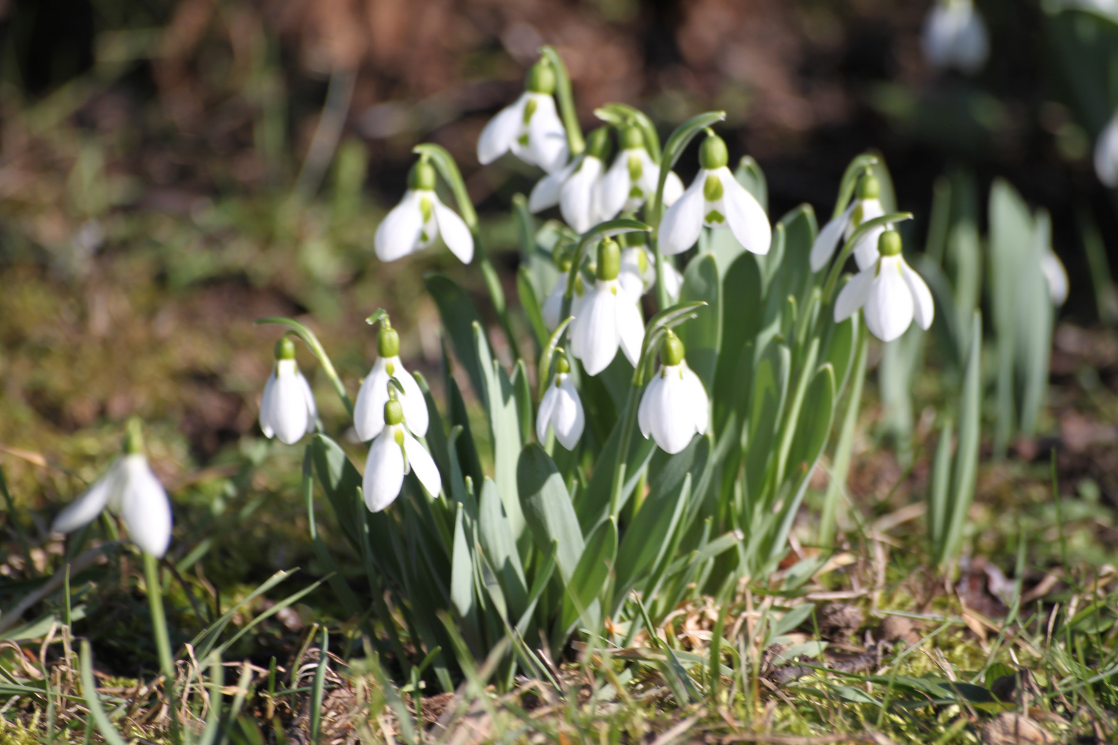 Glocken ohne Schnee