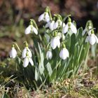 Glocken ohne Schnee