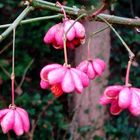 Glockenähnliche Vorweihnachts-Blumen