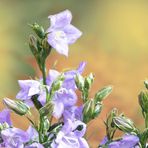 Glockenblaustern aus dem Garten