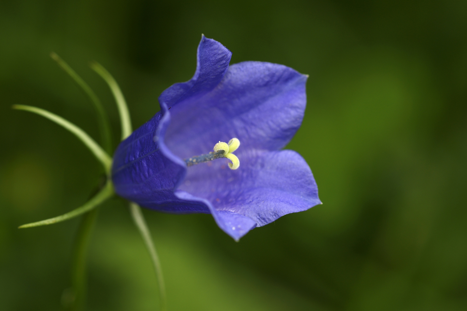 Glockenblümchen