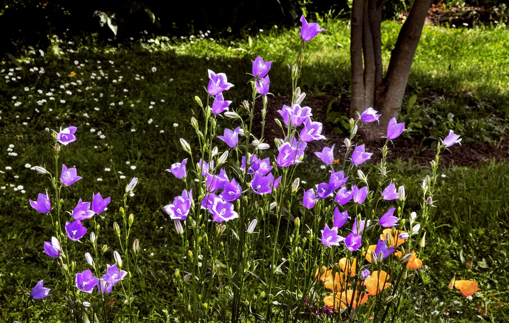 Glockenblümchen