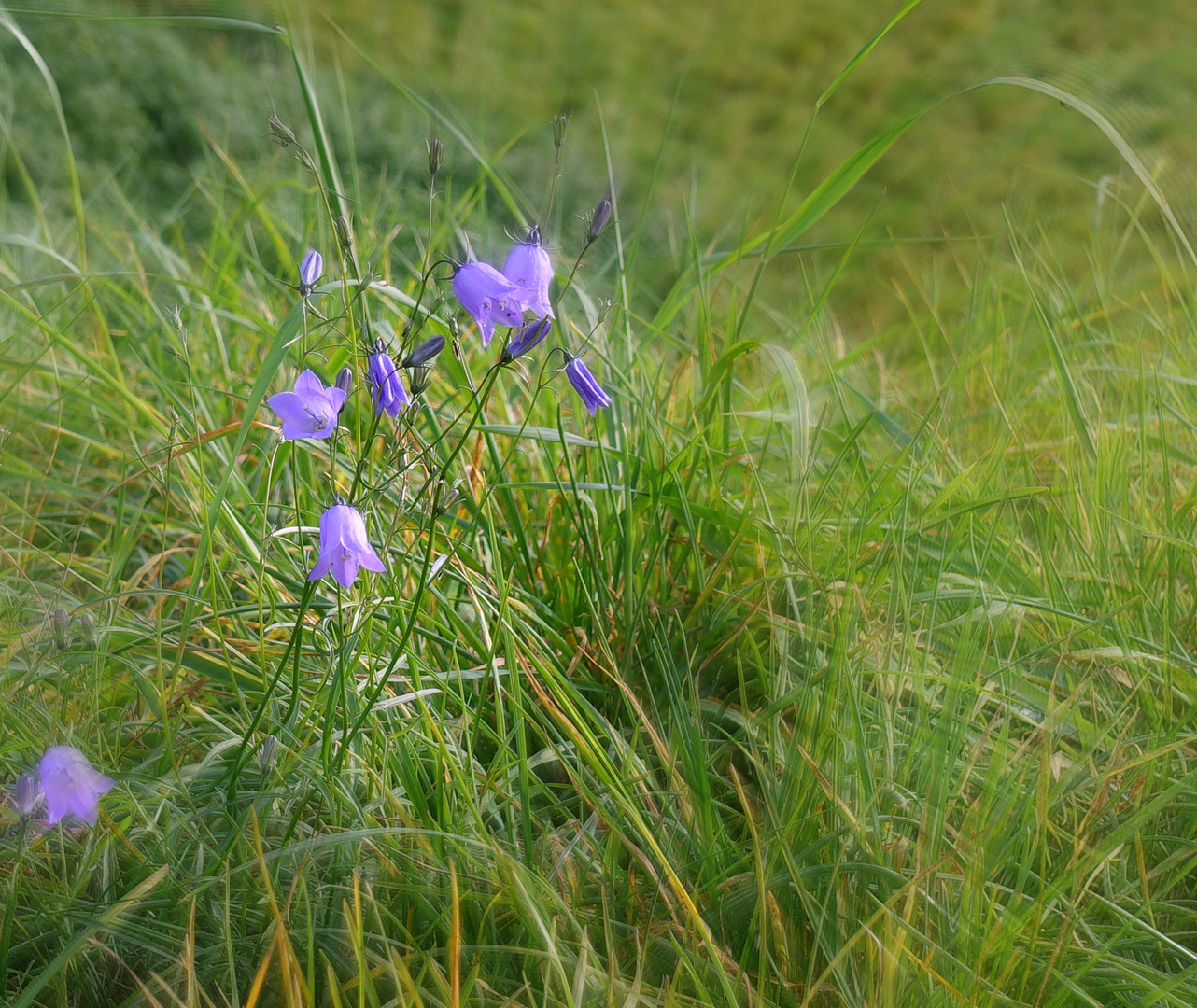 Glockenblümchen 