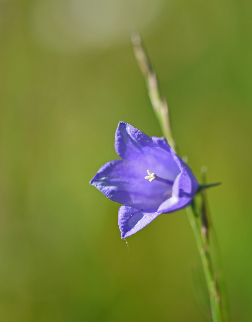 Glockenblümchen